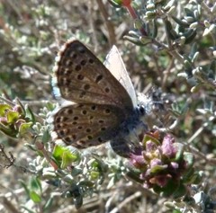 Pseudophilotes panoptes