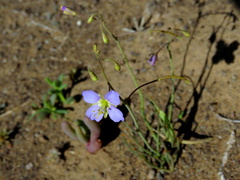Heliophila trifurca