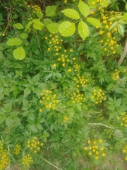 Taenidia integerrima