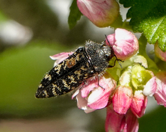Acmaeodera connexa