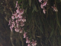 Vandoideae