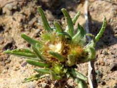 Ifloga glomerata