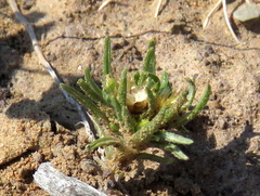 Ifloga glomerata