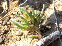 Ifloga glomerata