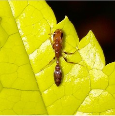 Pseudomyrmex