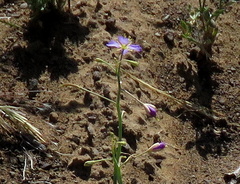 Heliophila trifurca