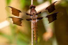 Plathemis