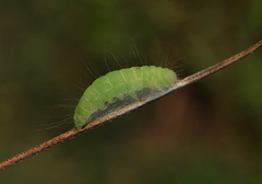 Nycteola asiatica