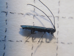 Theophilea subcylindricollis