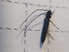 Theophilea subcylindricollis