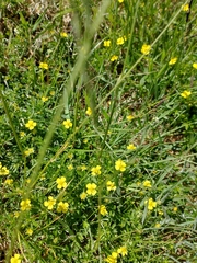 Potentilla erecta