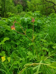 Geum × meinshausenii