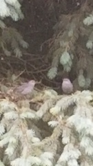 Junco