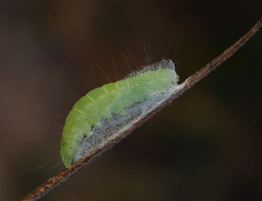 Nycteola asiatica