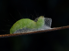 Nycteola asiatica