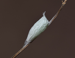 Nycteola asiatica