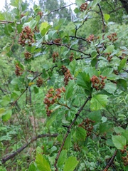 Crataegus sanguinea