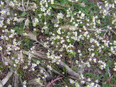 Draba verna