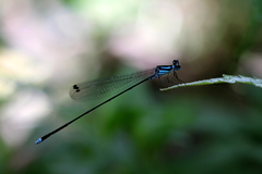 Coeliccia membranipes