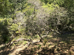 Quercus durata