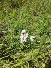 Cardamine pratensis