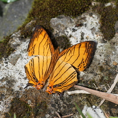 Cyrestis lutea