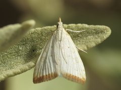 Udea institalis