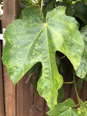 Fig mosaic emaravirus