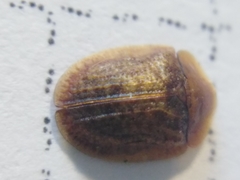 Hypocassida subferruginea