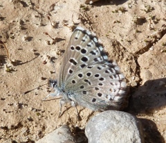 Pseudophilotes panoptes
