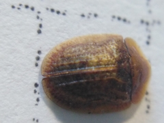 Hypocassida subferruginea