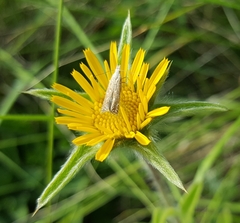 Isophrictis kefersteiniella