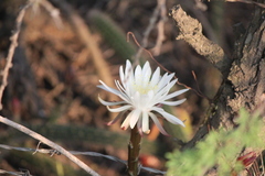 Nyctocereus serpentinus