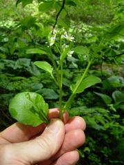 Cardamine rotundifolia