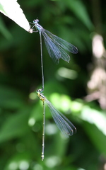 Coeliccia membranipes