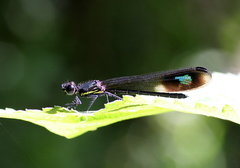 Rhinocypha heterostigma