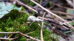 Dermatoxenus caesicollis