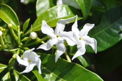 Tabernaemontana corymbosa