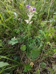 Oxytropis ambigua