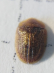 Hypocassida subferruginea