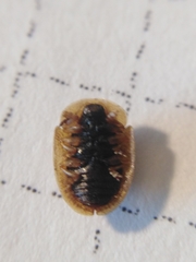 Hypocassida subferruginea