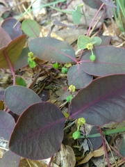 Euphorbia ipecacuanhae