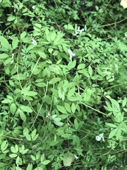 Ceratocapnos
