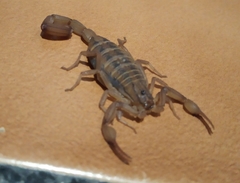 Centruroides elegans