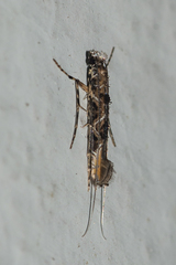 Conopomorpha