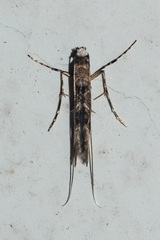 Conopomorpha