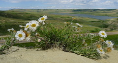 Erigeron caespitosus