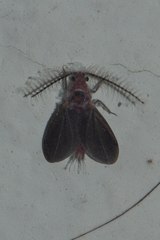 Drosicha mangiferae