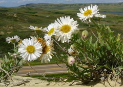 Erigeron caespitosus