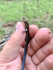 Plestiodon anthracinus anthracinus